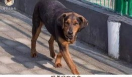 救助动物感人视频爆料,救助动物感人视频背后的感人故事